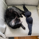 Illustration for article titled Are Cats Tinier Than Furniture? An Investigation